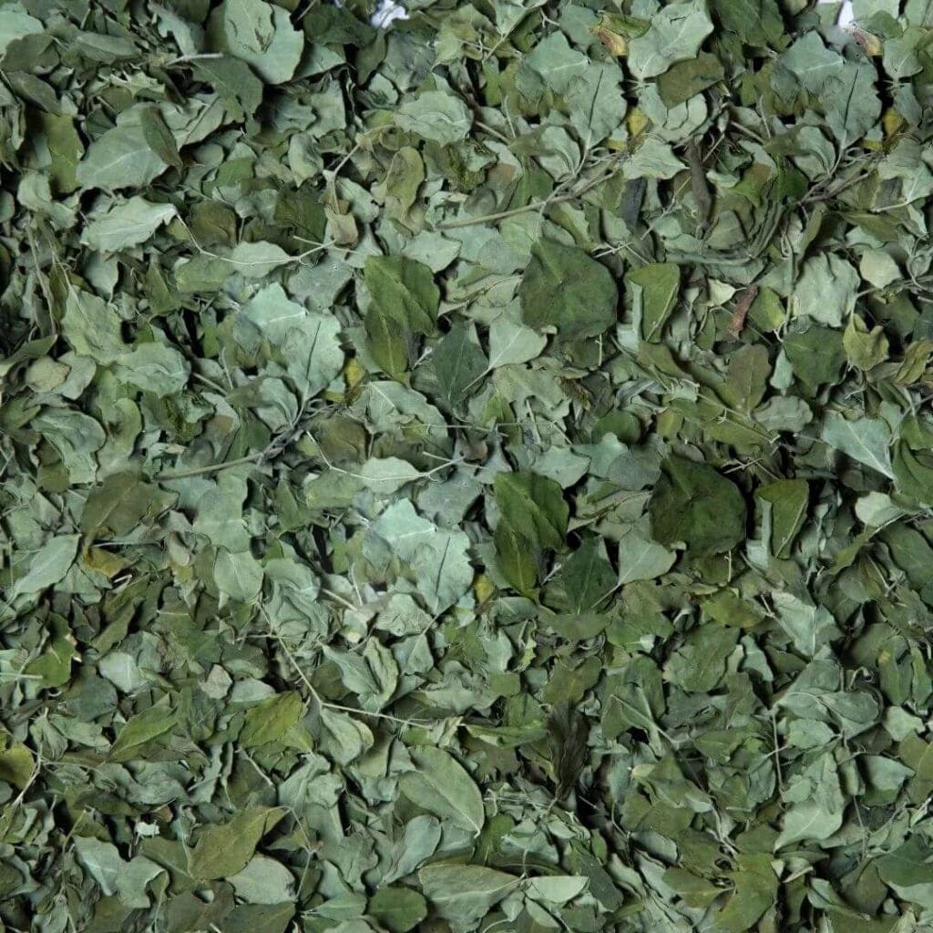 Moringa