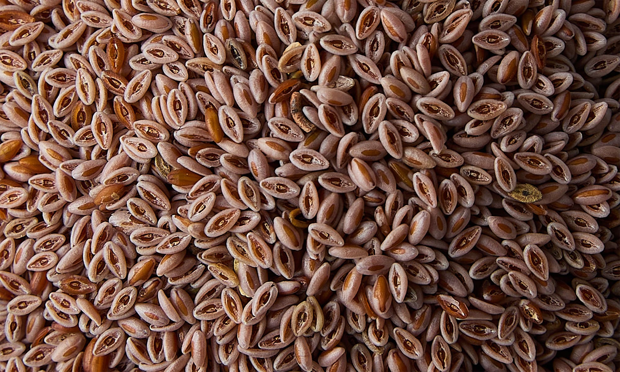 organic psyllium seeds Exporter