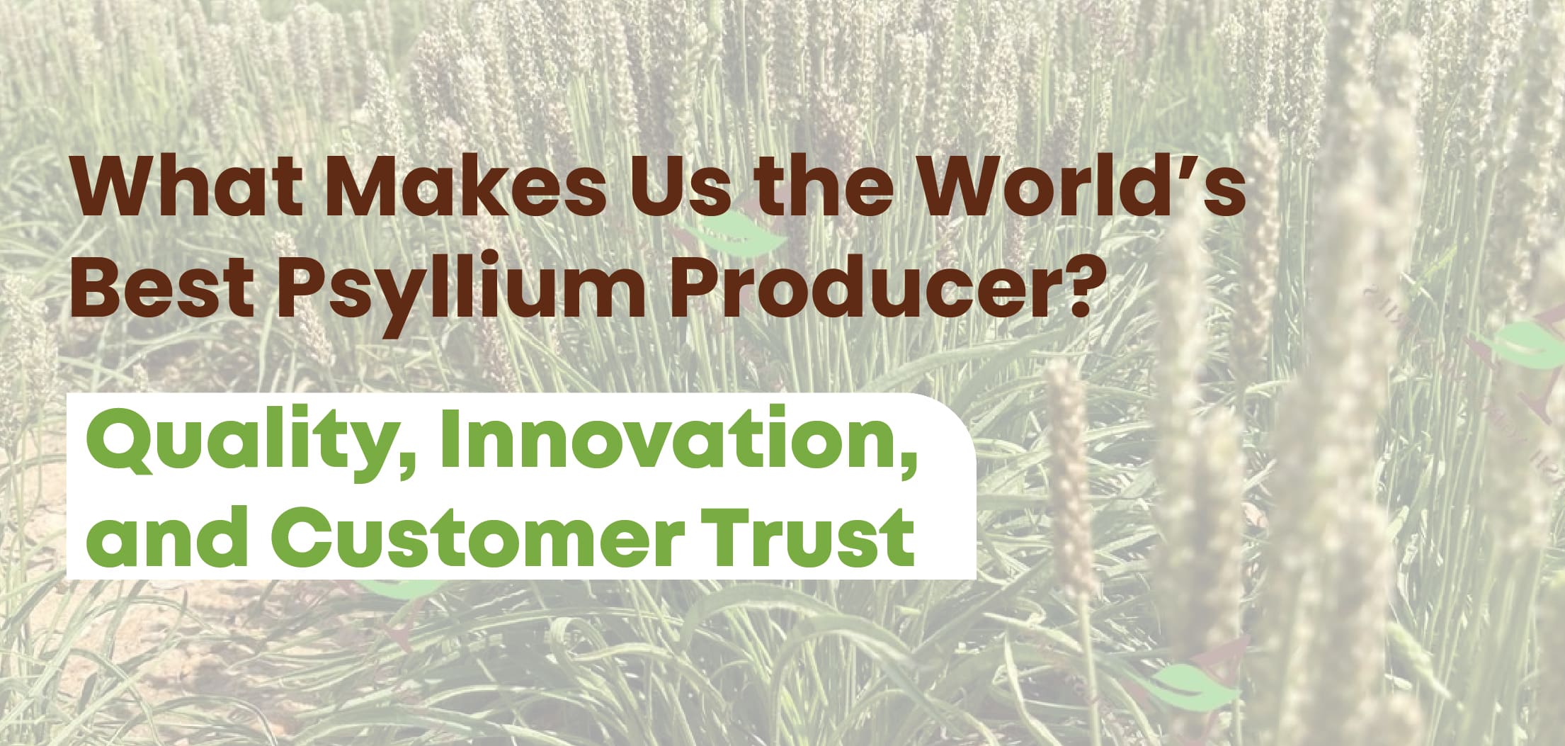 Why We’re the Largest Psyllium Producer in the World