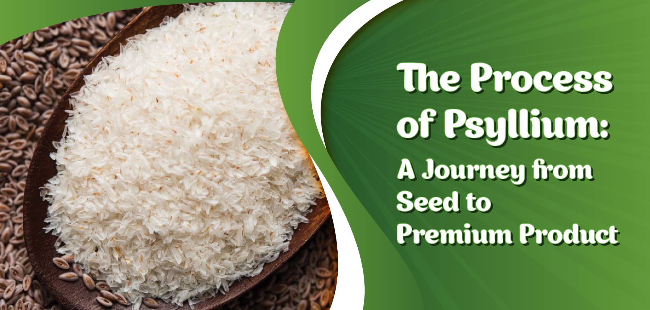 The Process of Psyllium: A Journey from Seed to Premium Product